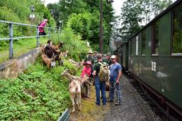 Nach dem Ausstieg am Hp. Wildbach ist erst mal Rast am Bahnsteiggrün für die vierbeinigen Reisenden.