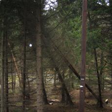 Auch wenn noch nicht alle Bäume umgefallen sind, müssen noch zahlreiche entwurzelte Bäume in den an die Bahnstrecke angrenzende Waldstücken gefällt werden.