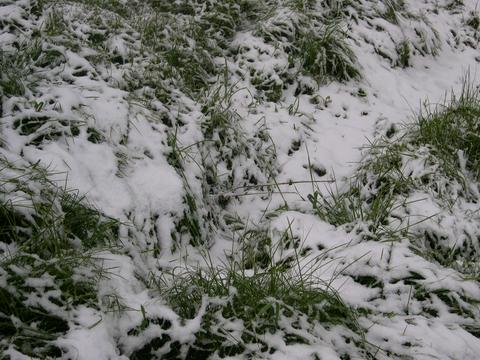 Weißer Schnee auf grünem Gras im Mai.